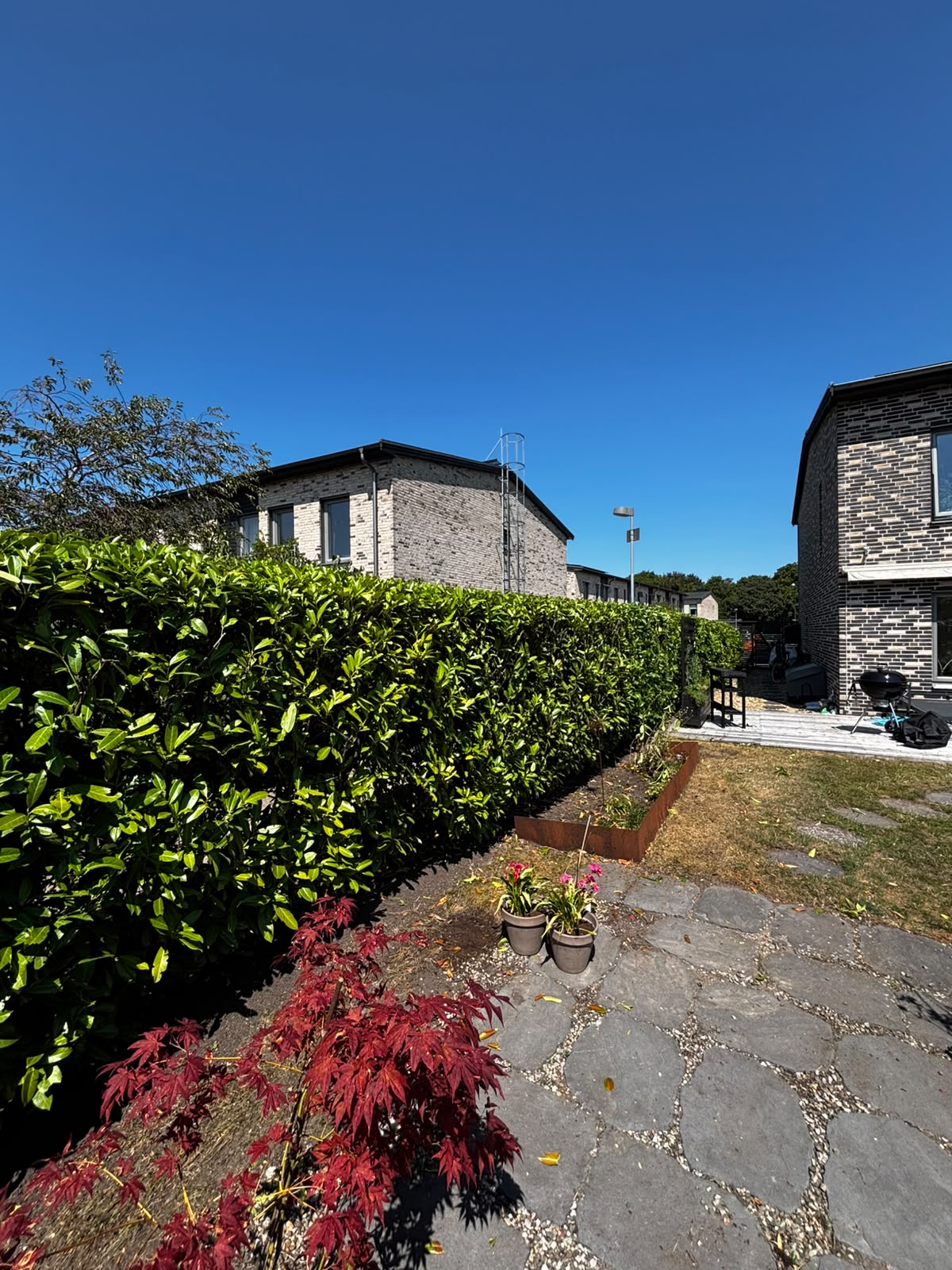 Flagstone terrace bordered by a clipped hedge and a Japanese maple