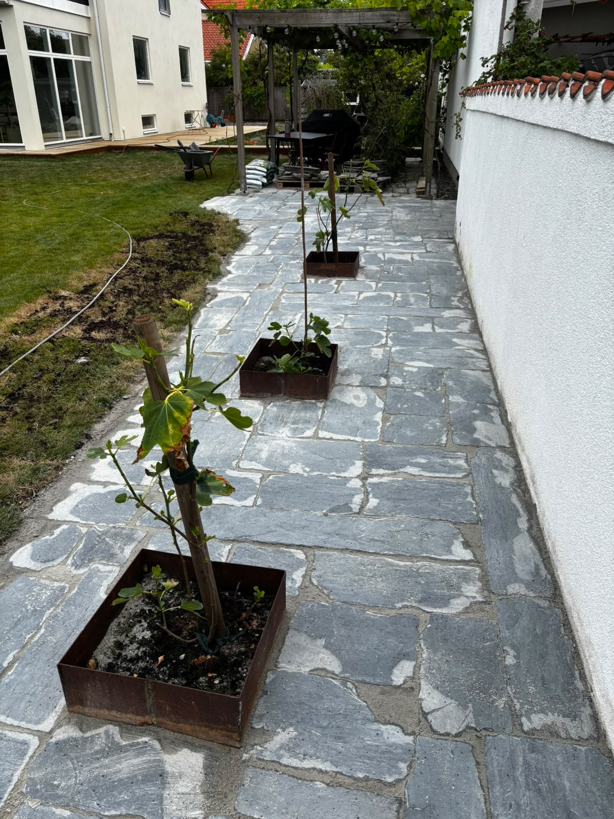 Flagstone pathway past young fig trees toward a pergola
